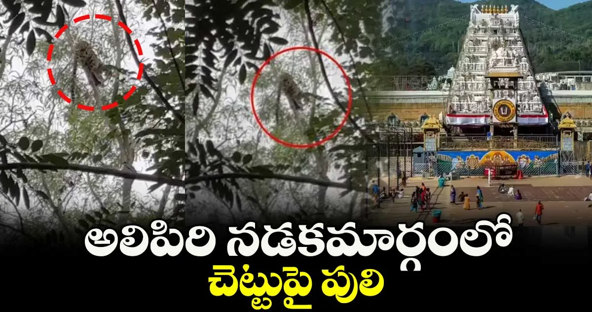 అలిపిరిలో చెట్టుపై పులి: భక్తుల్లో భయాందోళనలు